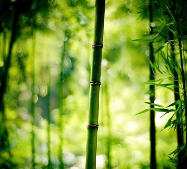 风华独秀，竹韵诗篇,竹的故事词，风华，一枝独秀,美好,魅力,韵味,第1张